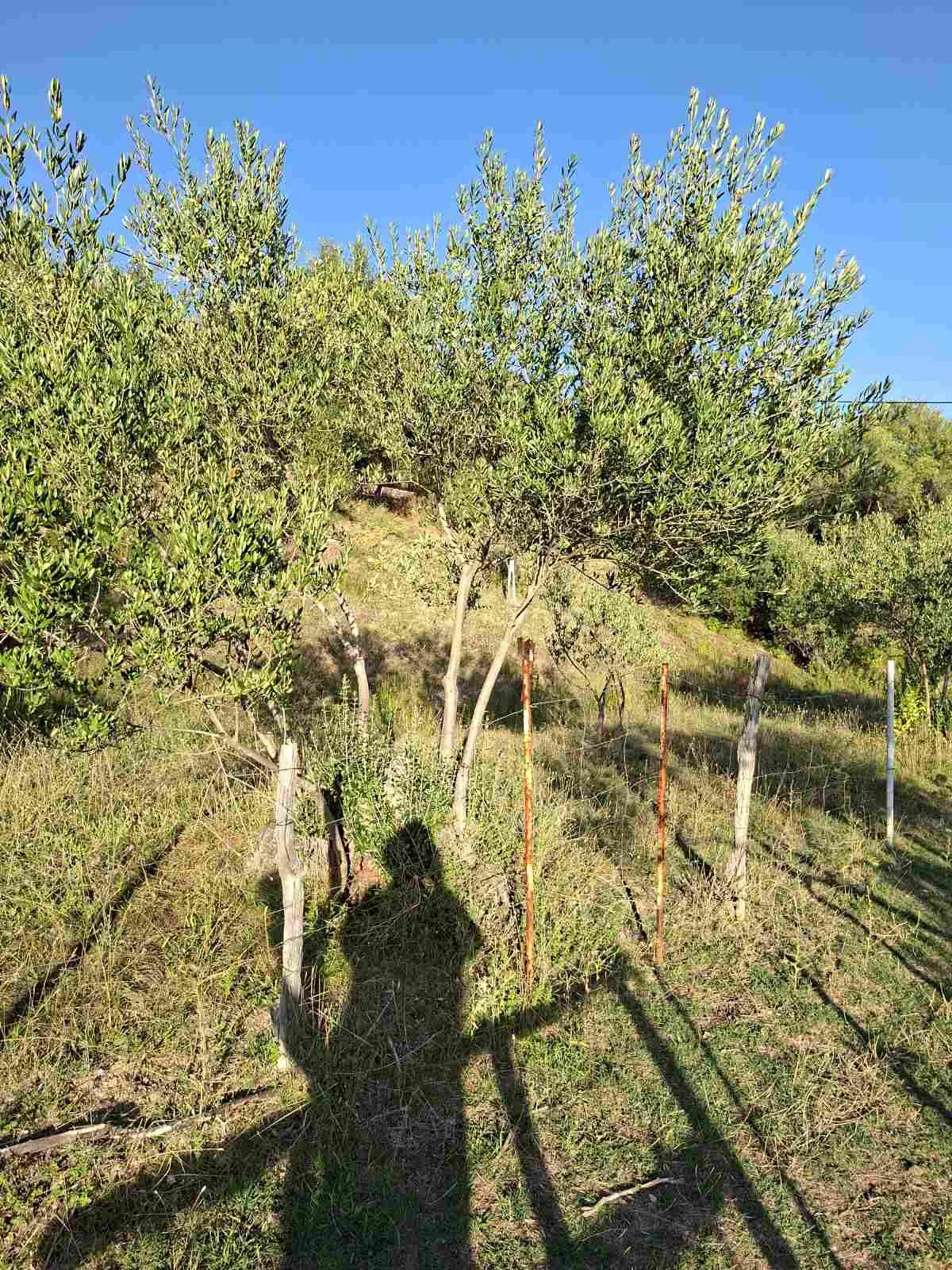 Maslinovo stablo u otočnom krajoliku Raba