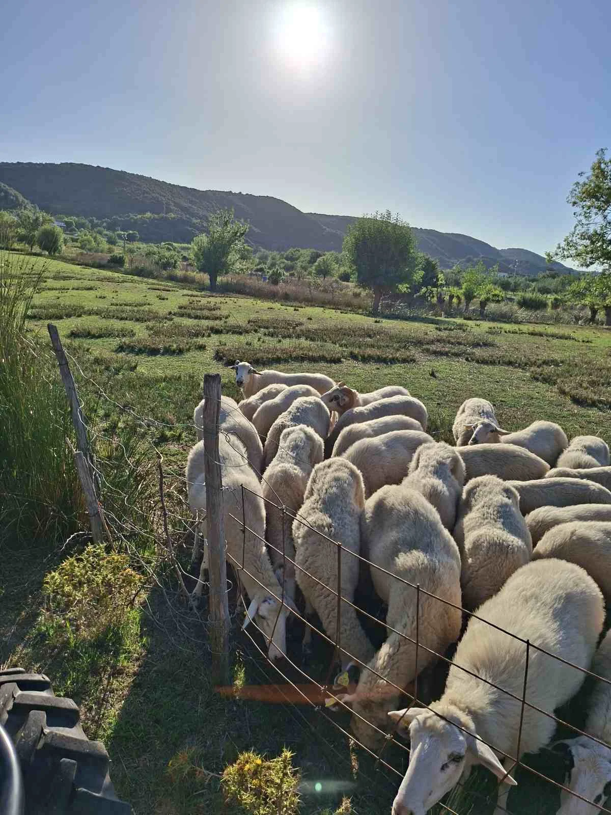 Krošnje maslina u zelenilu